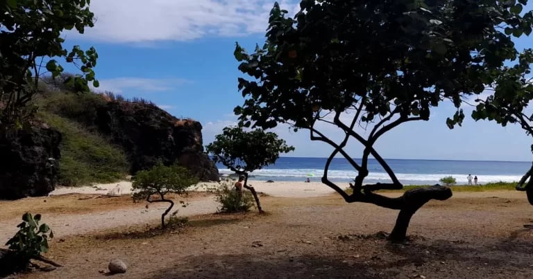 Plage sauvage encadrée de raisiniers et de falaises basaltiques, idéale pour un bivouac en bord de mer à La Réunion