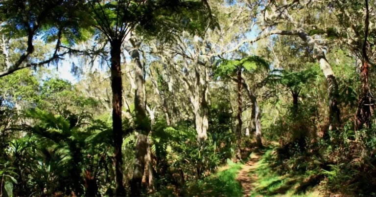 Sentier de forêt primaire de La Réunion avec fougères arborescentes et lumière douce : cadre typique des hébergements insolites en pleine nature
