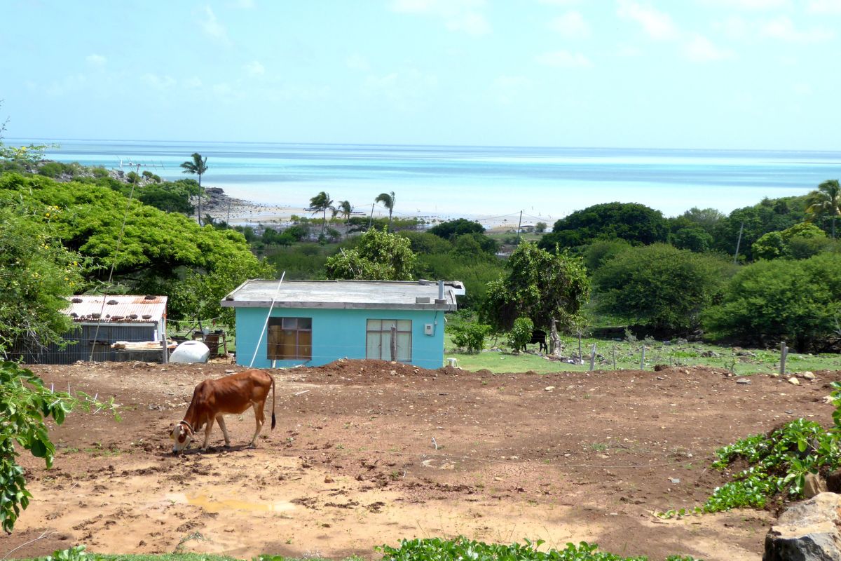 Maison créole bleue avec vache au premier plan dans la campagne de l'île Rodrigues, vue sur le lagon en arrière-plan