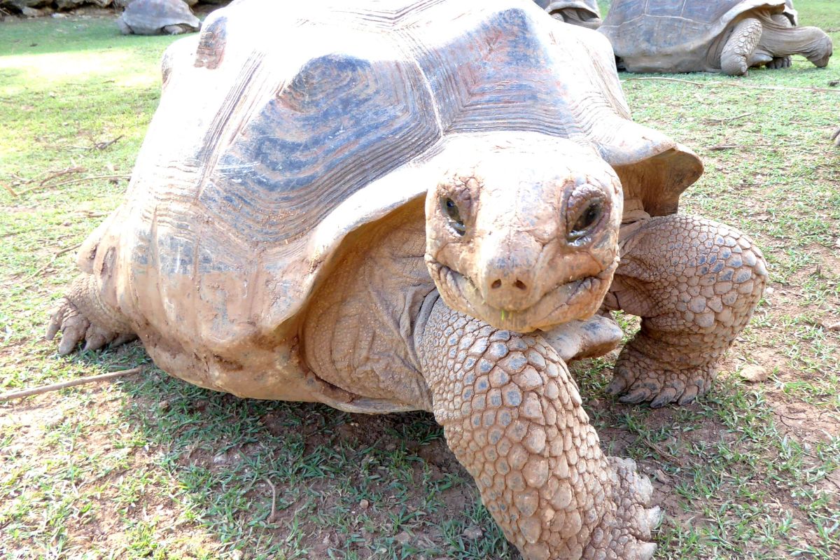 Tortue géante d'Aldabra sur l'herbe à la réserve François-Leguat, île Rodrigues, programme de réintroduction d'espèces endémiques