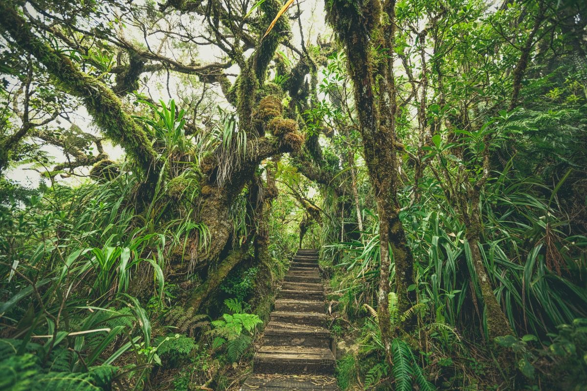 Sentier de randonnée traversant la forêt primaire du cirque de Salazie à La Réunion, végétation luxuriante et ambiance brumeuse