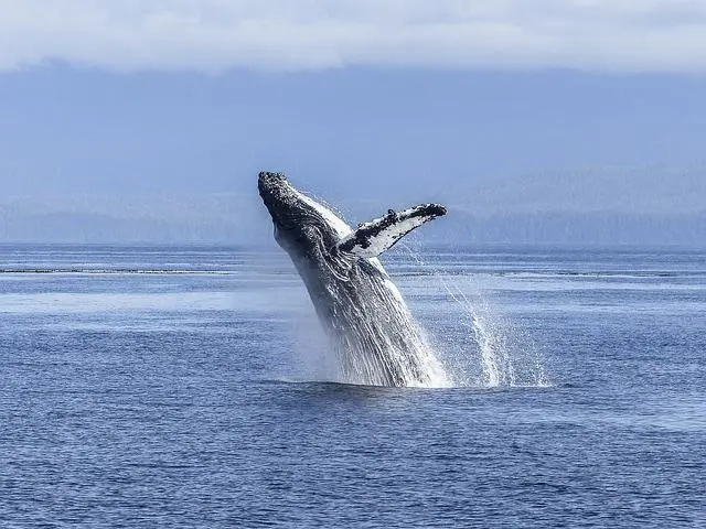 Saut de baleine à bosse au large de La Réunion en saison ( juillet-octobre )
