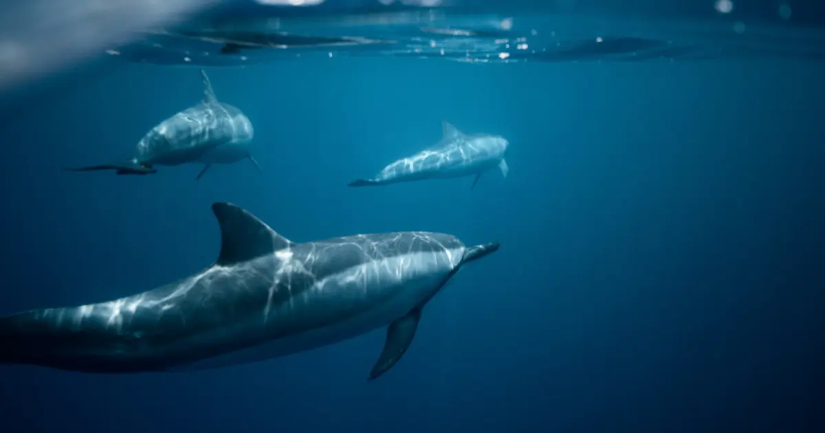 Trois dauphins long-bec nageant juste sous la surface de l'eau dans des reflets de lumière