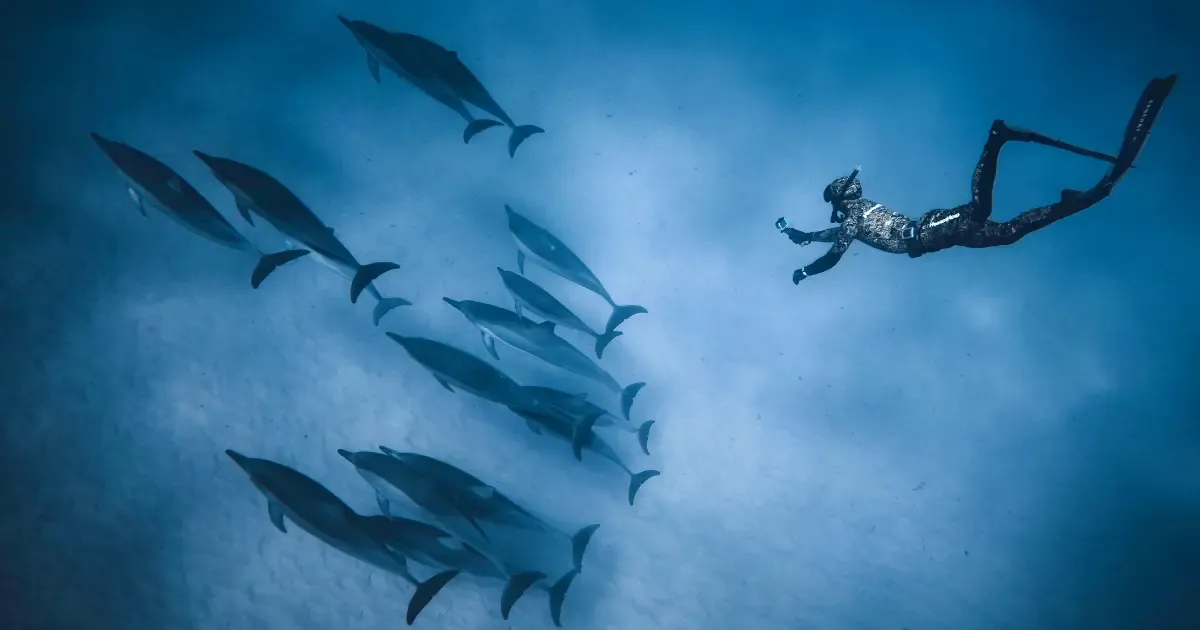 Observation et nage avec dauphins et baleines à La Réunion depuis Saint-Gilles