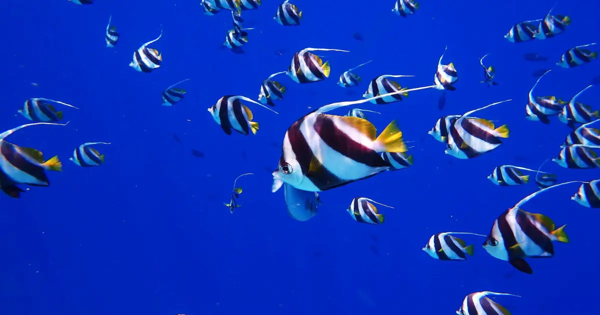 Banc de poissons-cochers à rayures noires et jaunes en eau bleue profonde lors d'une plongée à La Réunion