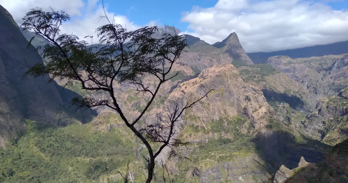 Vue panoramique sur le cirque de Mafate depuis le sentier de la canalisation des Orangers, avec un arbre au premier plan