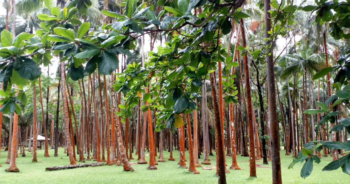 The Anse des Cascades palm grove, rows of orange trunks on the lawn under the leaves