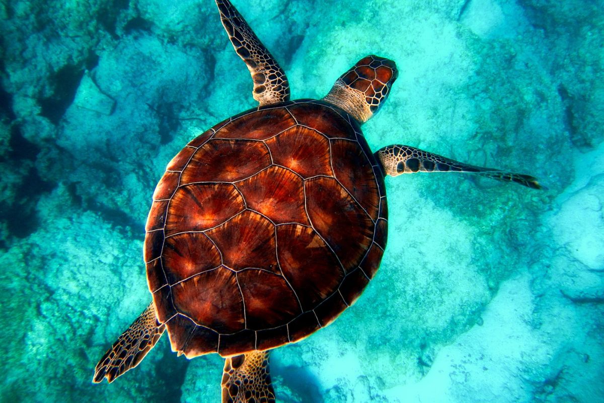 Tortue verte (Chelonia mydas) nageant au-dessus d'un fond de corail dans le lagon