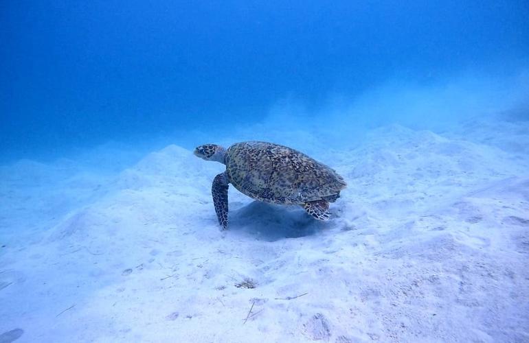 Tortue imbriquée (Eretmochelys imbricata) sur fond sablonneux au large de Saint-Leu