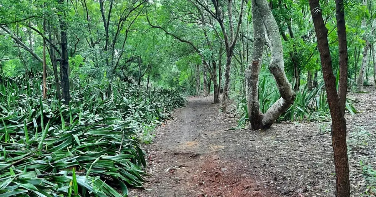 A dirt path under the trees of L'Étang-Salé forest, dense undergrowth