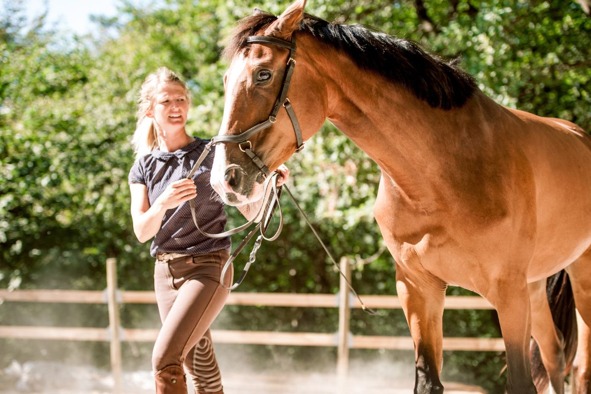 Cavalière qui prépare son cheval bai sur un manège, échange complice cavalier-cheval