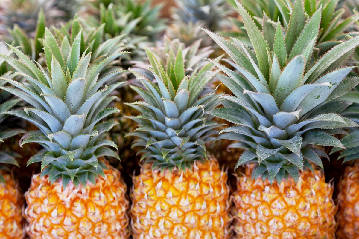 Ananas Victoria alignés en cagettes sur un étal de marché forain à La Réunion