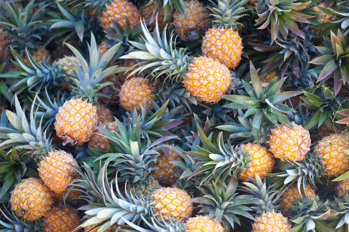 Récolte d’ananas Victoria empilés, vue plongeante sur les couronnes vertes