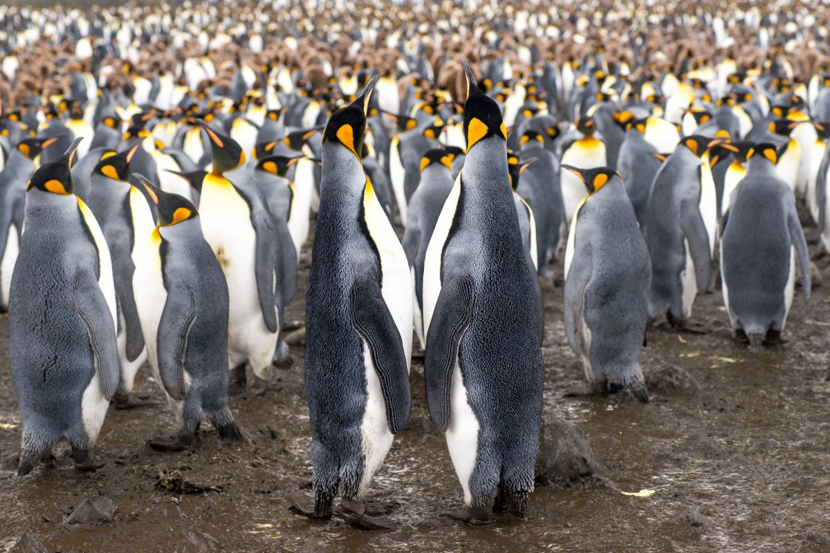 Colonie de manchots royaux aux taches orange sur la tête, dans une plaine boueuse subantarctique