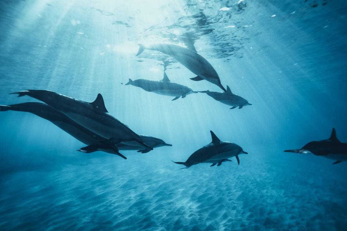 Groupe de dauphins nageant sous la surface dans une eau bleue traversée de rayons de soleil