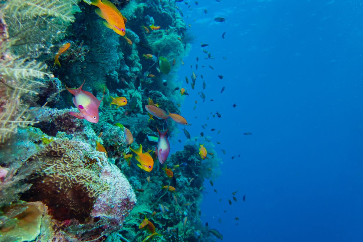 A school of orange anthias fish in front of a wall of hard coral in the Indian Ocean