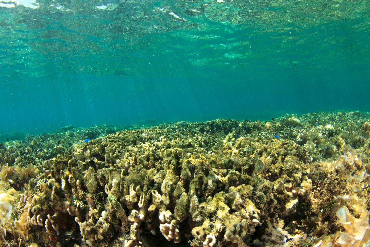 A shallow coral reef flat in Reunion Island's lagoon seen underwater, sunlight filtered through the surface