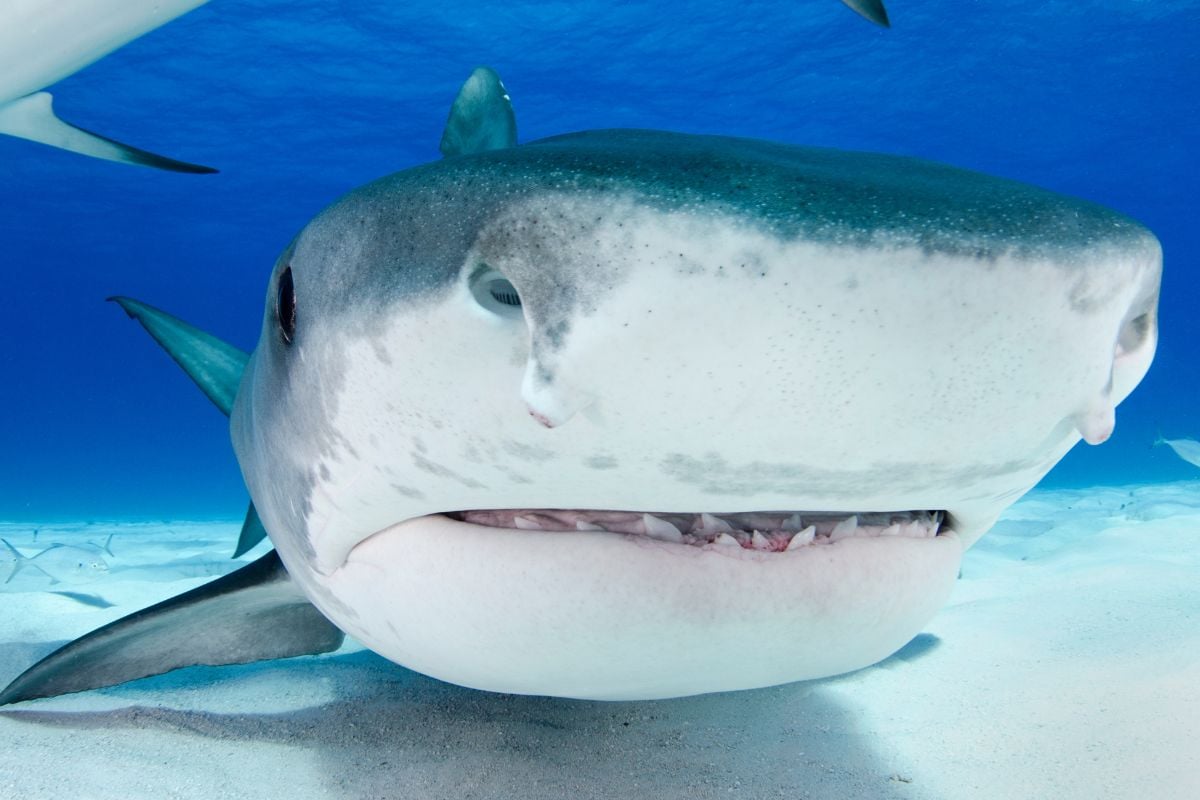Close-up of a tiger shark above a pale sandy seabed in the Indian Ocean