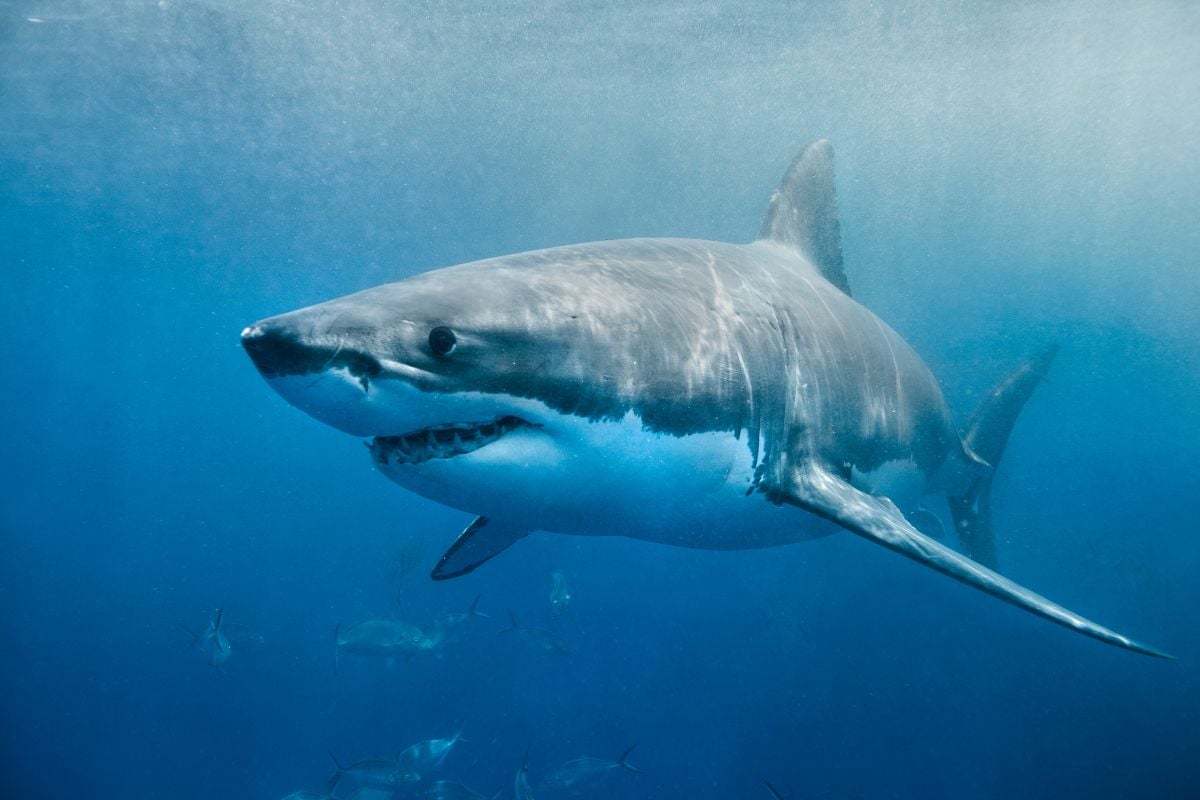 Grand requin pélagique en plein nage, eau bleu profond, banc de poissons en arrière-plan