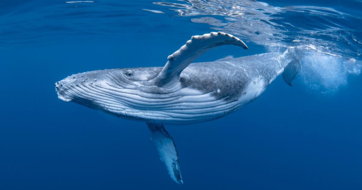 Baleine à bosse nageant sous la surface dans des eaux bleues claires