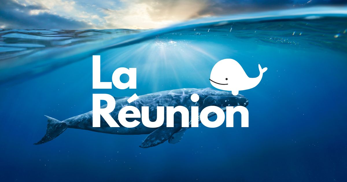 Baleine à bosse à La Réunion, observation côte ouest pendant l'hiver austral