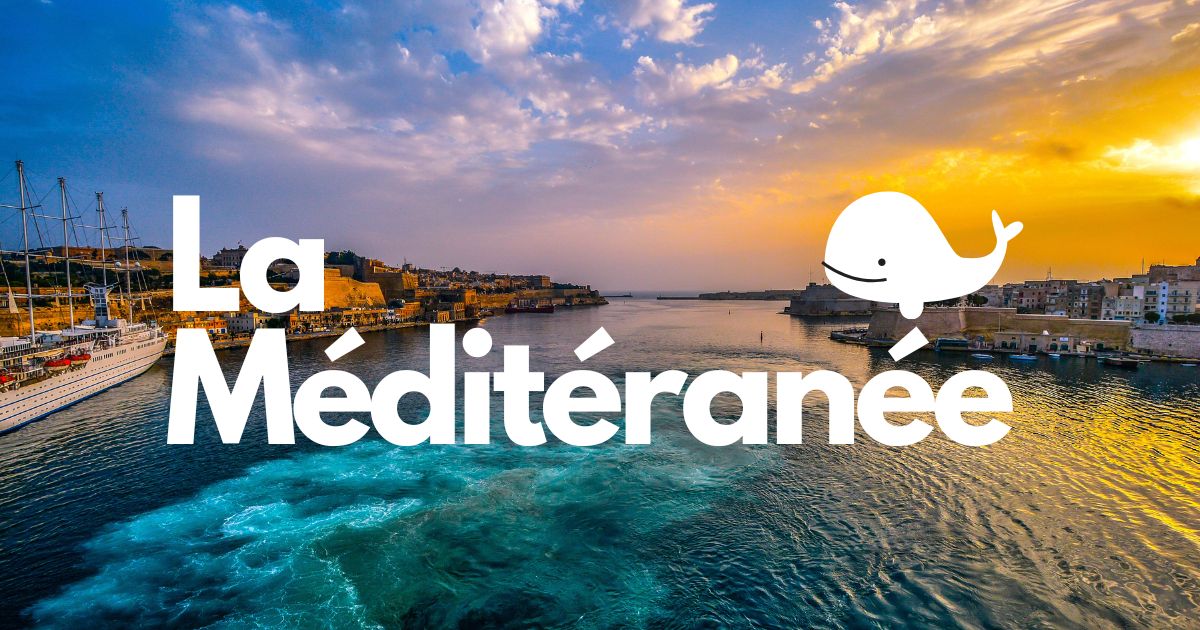 Port méditerranéen au coucher du soleil, départ pour observation cétacés Pelagos