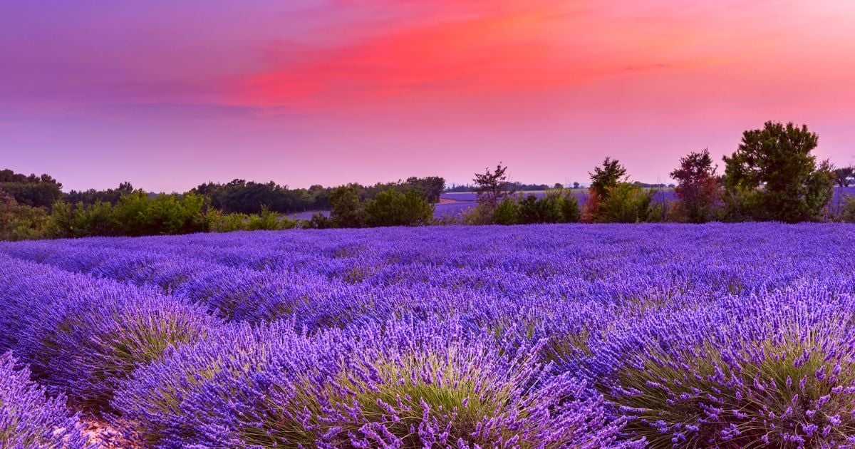 Champ de lavande en fleur en Provence au coucher de soleil, ciel rosé violet
