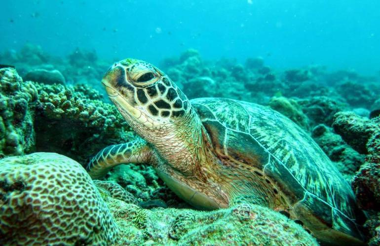 Tortue verte posée sur un massif de corail dans une eau turquoise