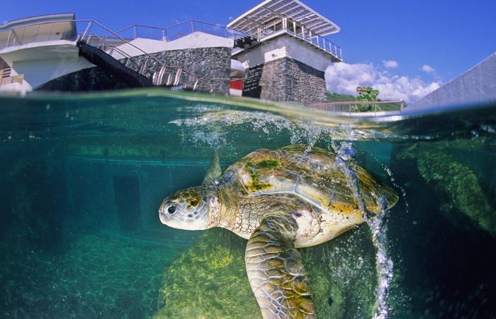 A green turtle photographed half underwater in front of the Kélonia building in Saint-Leu