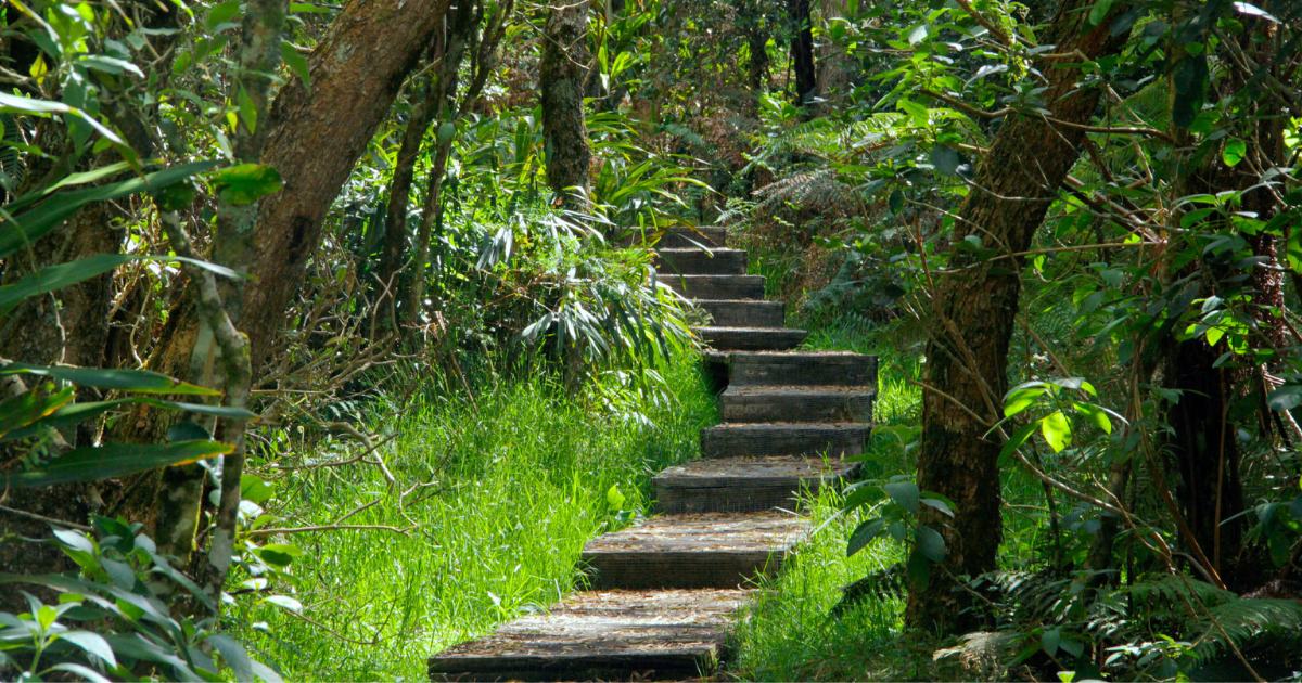 Sentier en escaliers de bois dans la forêt primaire de Bélouve avec fougères arborescentes