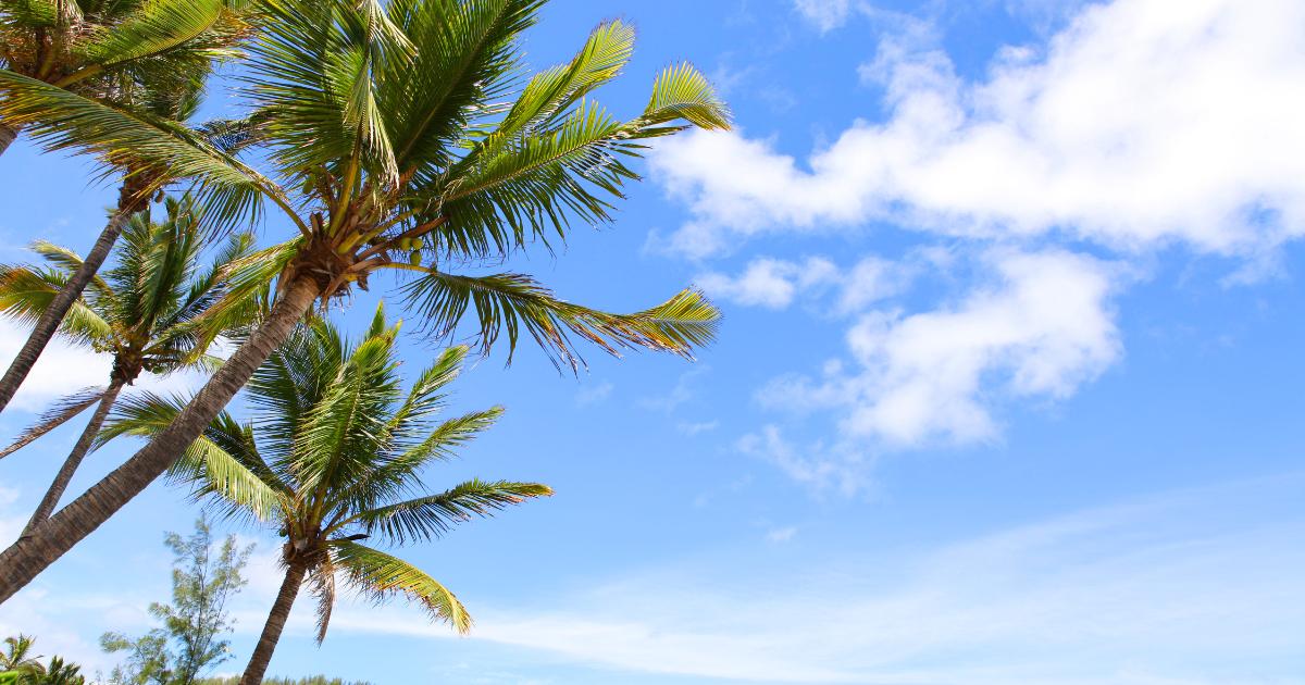 Cocotiers sous un ciel bleu strié de cumulus à La Réunion en octobre, ambiance fin d'hiver austral