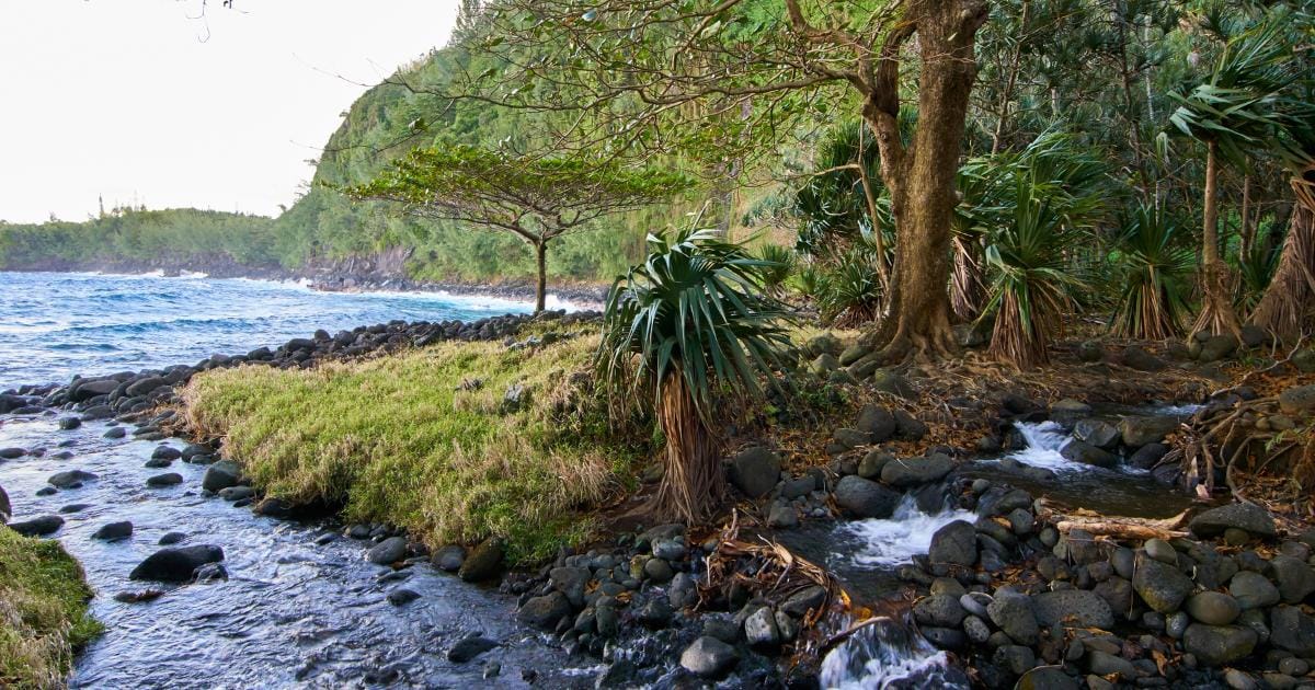 Côte sauvage de La Réunion : ruisseau qui se jette dans l'océan, pandanus et végétation tropicale en fin de journée