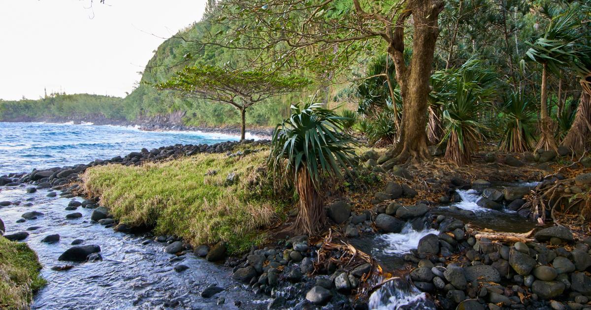 A wild stretch of Reunion Island's coast where a stream flows into the ocean, pandanus trees and tropical vegetation in the late-day light