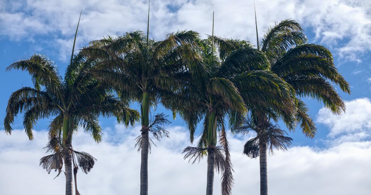 Cocotiers de la côte ouest de La Réunion sous un ciel d'hiver austral, ambiance saison sèche démarrante