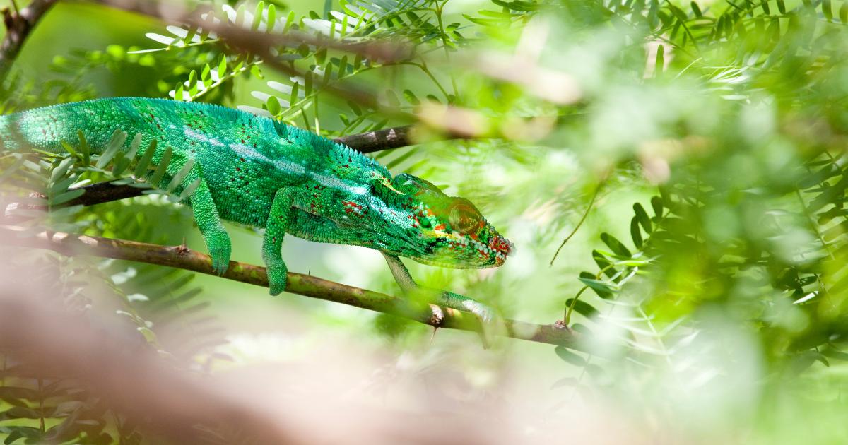 An endemic Reunion Island panther chameleon on a branch in March, local wildlife in full activity after the tropical rains