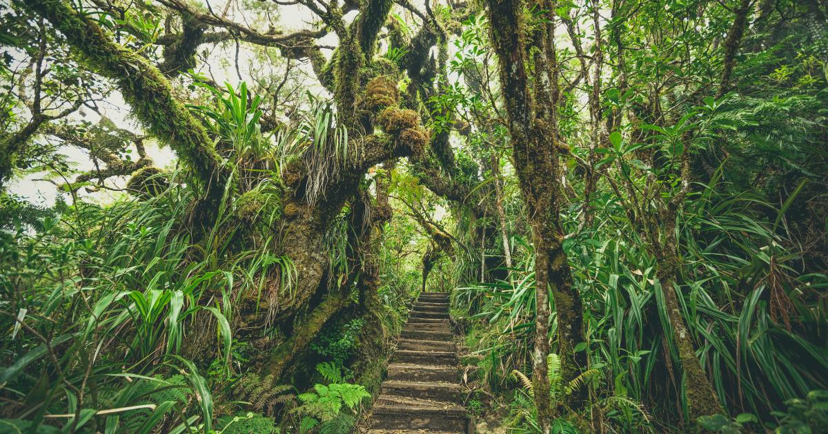Sentier de la forêt primaire de Bébour-Bélouve, arbres moussus et fougères humides à La Réunion