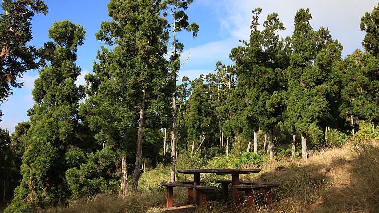 Forêt de cryptomérias avec table de pique-nique à La Réunion, ambiance de balade urbaine ombragée