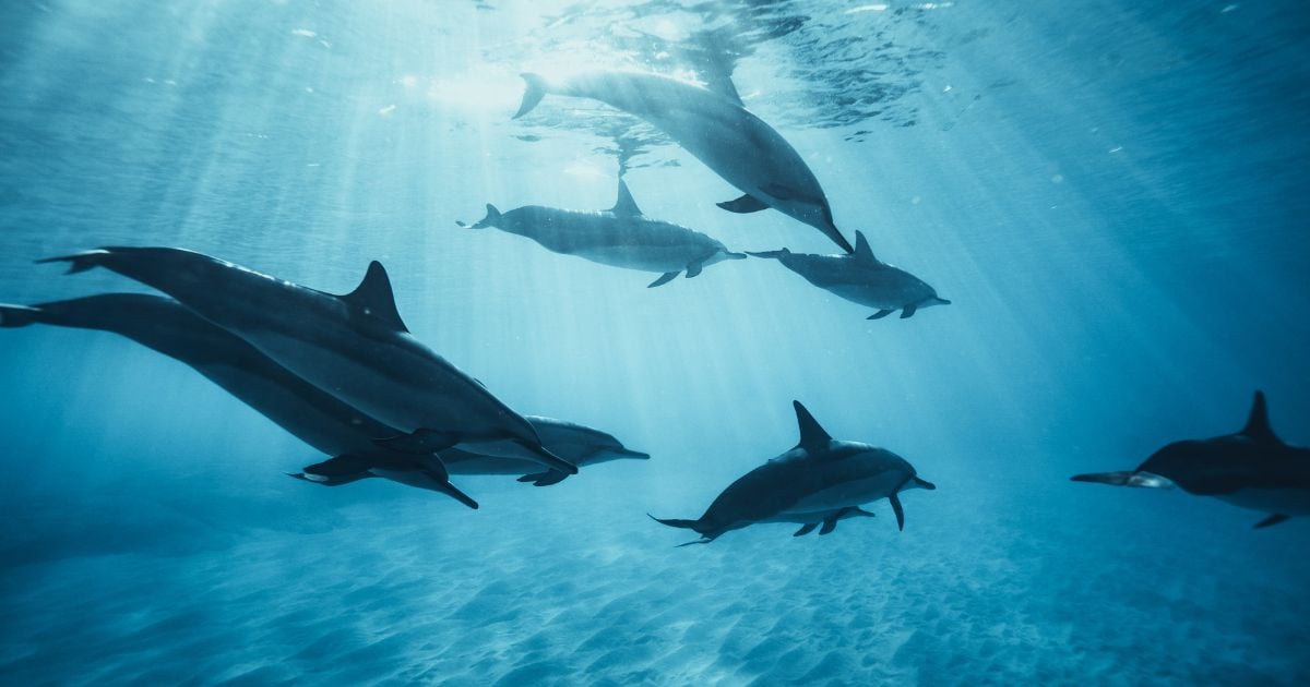 Groupe de dauphins long-bec ( Stenella longirostris ) nageant en formation au-dessus d'un fond clair de l'océan Indien