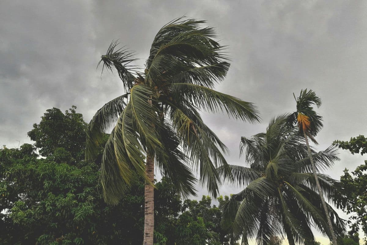 Palmiers cocotiers couchés par le vent sous un ciel gris orageux à La Réunion, ambiance de saison cyclonique